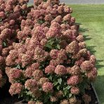 Hortenzia metlinatá (Hydrangea paniculata) ´LIVING LITTLE LOVE´® by LIVING CREATIONS® výška 20-30 cm, kont. C1,5L